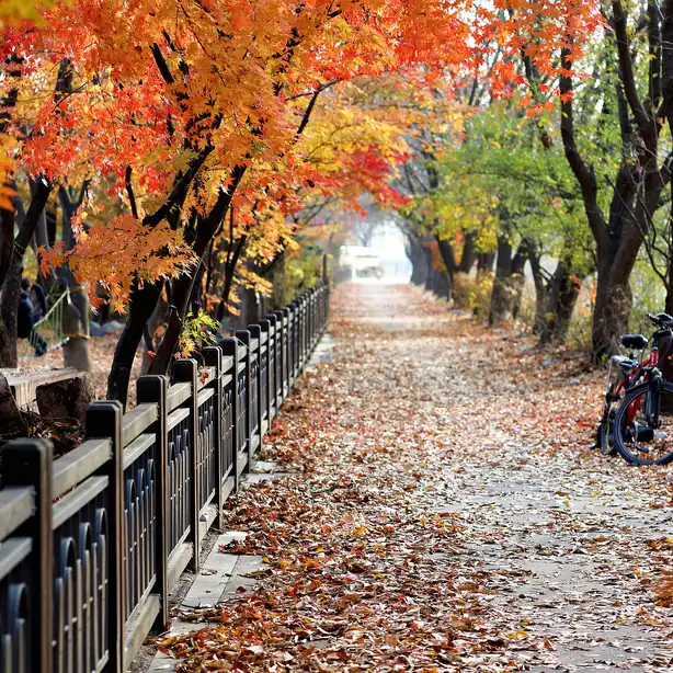 Herbstlicher Weg