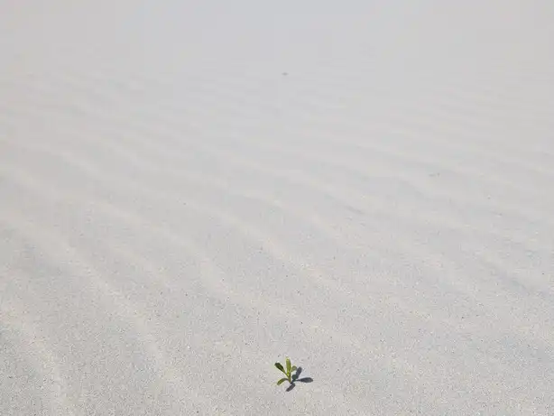 Strand mit Pflanze